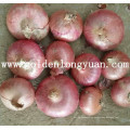 Qualidade de Exportação Fresh New Crop Red Onion